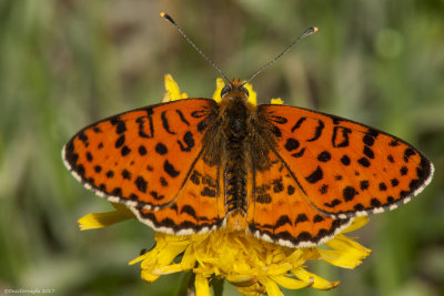 Melitaea didyma 