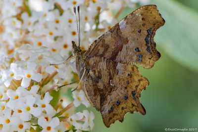 Polygonia c-album