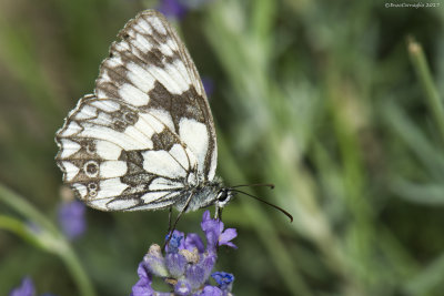 Melanargia galathea