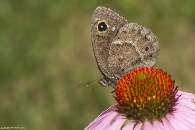 Satyrus ferula