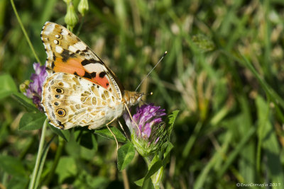 vanessa cardui