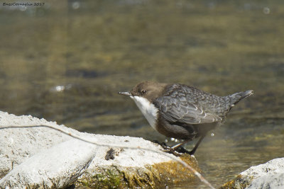 Merlo acquaiolo - Dipper (Cinclus cinclus)