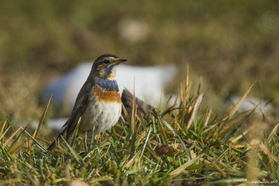Pettazzurro (Luscinia svecica)