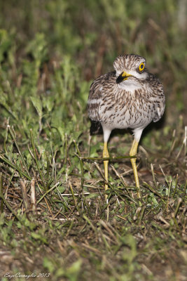 Occhione - Stone Curlew (Burhinus oedicnemus)