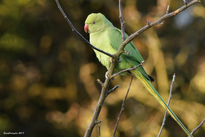 Parrocchetto dal collare (Psittacula krameri)