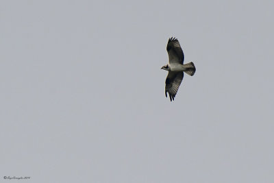 Falco pescatore (Pandion haliaetus)