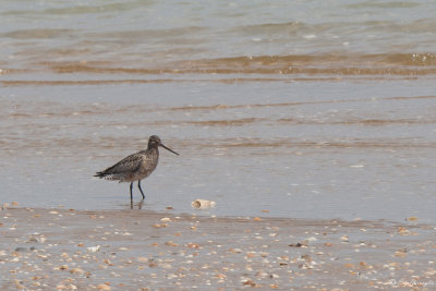 Pittima minore (Limosa lapponica)