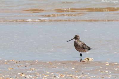 Pittima minore (Limosa lapponica)