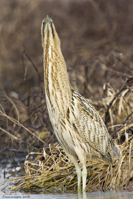 Tarabuso (Botaurus stellaris)