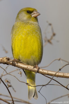 Verdone (Chloris chloris)