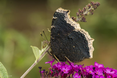 Nymphalis antiopa