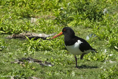  (Haematopus ostralegus)