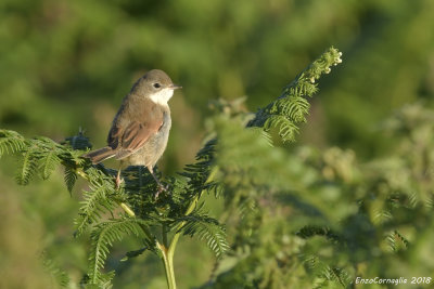 Sylvia communis