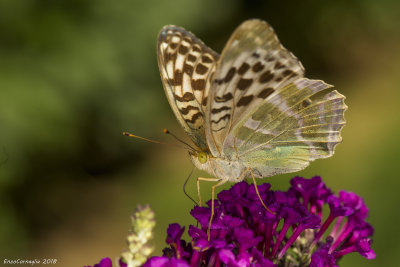 Argynnis_paphia f.valesina