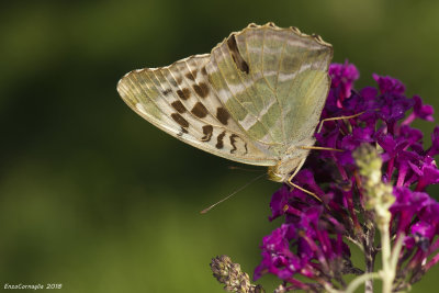 Argynnis_paphia f.valesina
