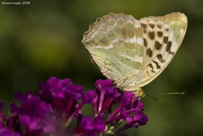 Argynnis_paphia f.valesina
