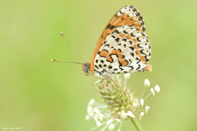 Melitaea didyma 