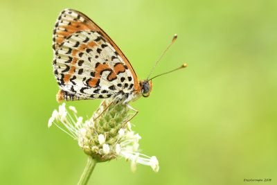 Melitaea didyma 
