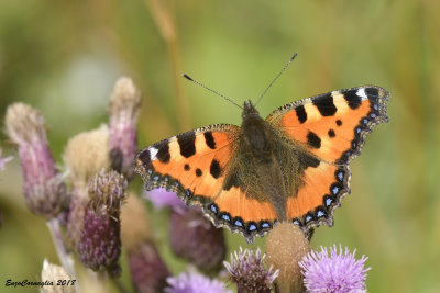 Aglais urticae