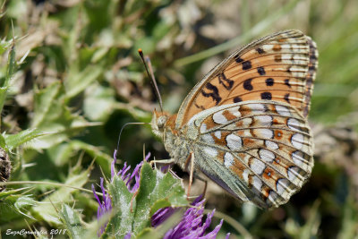 Argynnis niobe