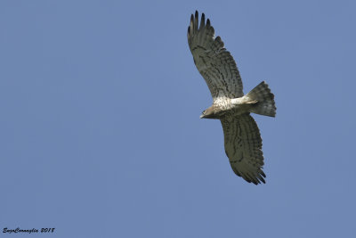biancone (Circaetus gallicus)