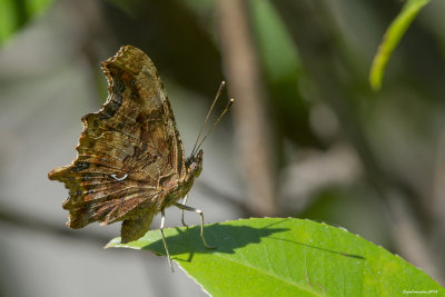 Polygonia_c-album