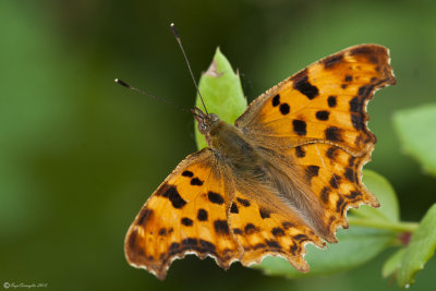 Polygonia_c-album