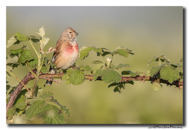 Kneu - Linnet 20170511