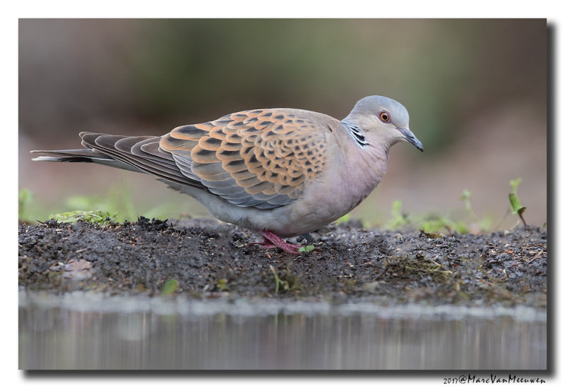 Zomertortel - Turtle Dove 20170608