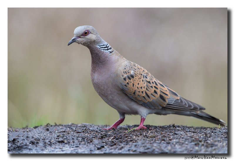 Zomertortel - Turtle Dove 20170607