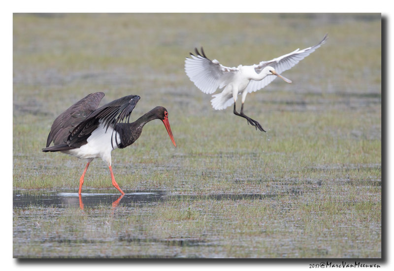 Zwarte Ooievaar - Black Stork 20170822