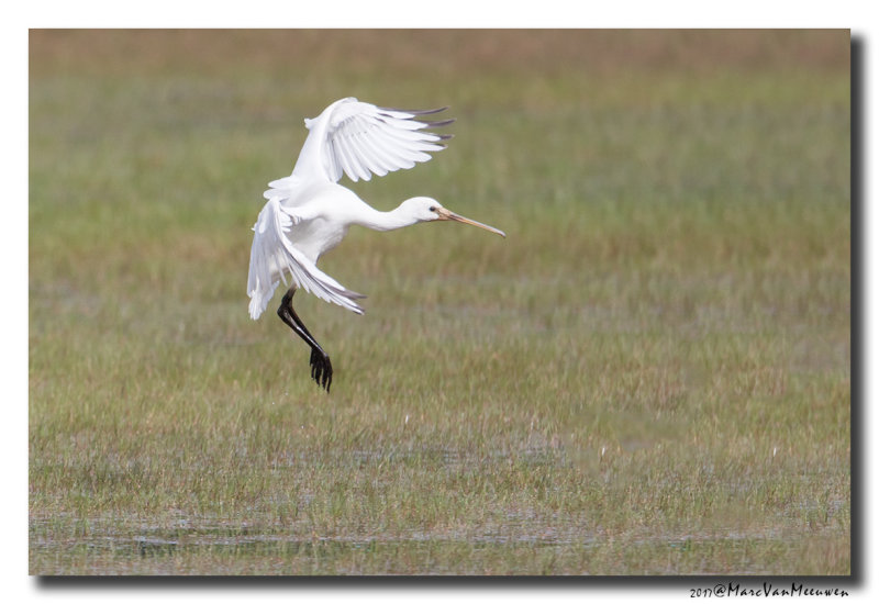 Lepelaar - Spoonbill 201708