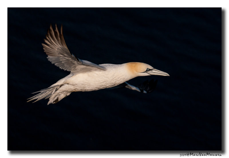 Jan-van-gent - Northern Gannet 20090601