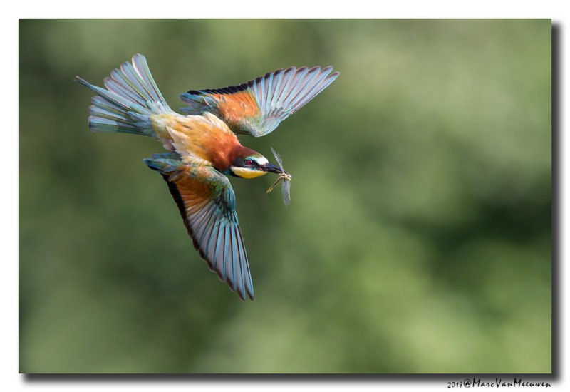 Bijeneter - Bee-eater 2018