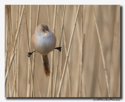 Baardman - Bearded Reedling 20170310
