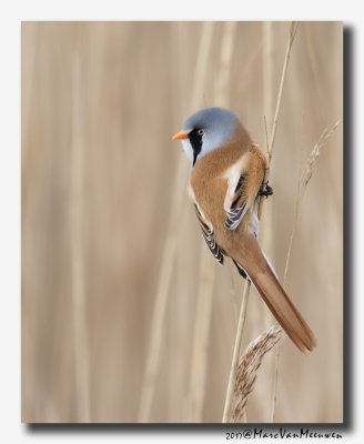 Baardman - Bearded Reedling 20170310