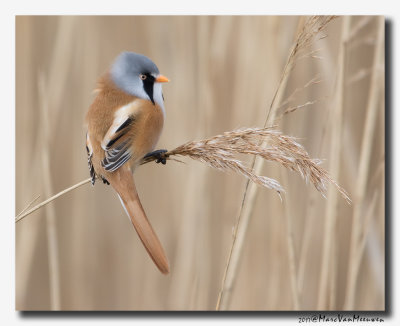 Baardman - Bearded Reedling 20170310