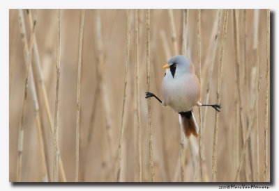 Baardman - Bearded Reedling 20170310