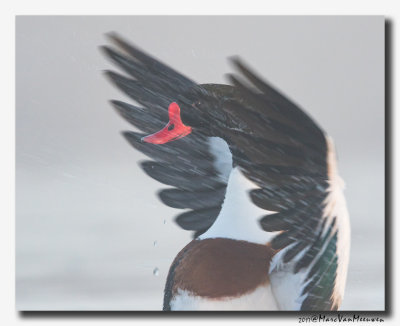 Bergeend - Shelduck 20170310