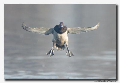 Tafeleend - Pochard 2017