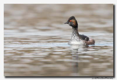 Geoorde Fuut - Black-necked Grebe 2017