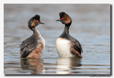 Geoorde Fuut - Black-necked Grebe 2017