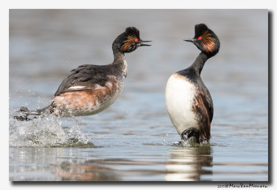 Geoorde Fuut - Black-necked Grebe 2017