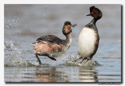 Geoorde Fuut - Black-necked Grebe 2017