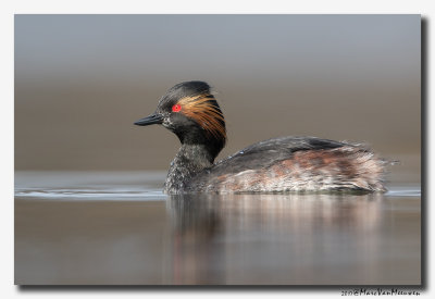 Geoorde Fuut - Black-necked Grebe 2017