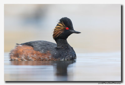 Geoorde Fuut - Black-necked Grebe 2017