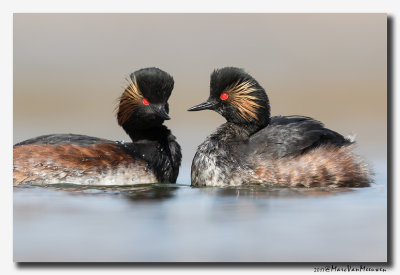 Geoorde Fuut - Black-necked Grebe 2017