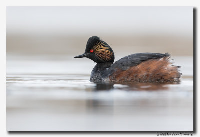 Geoorde Fuut - Black-necked Grebe 2017