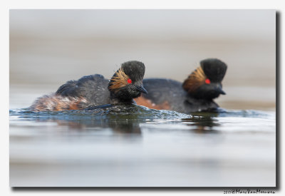 Geoorde Fuut - Black-necked Grebe 2017