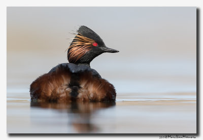 Geoorde Fuut - Black-necked Grebe 2017